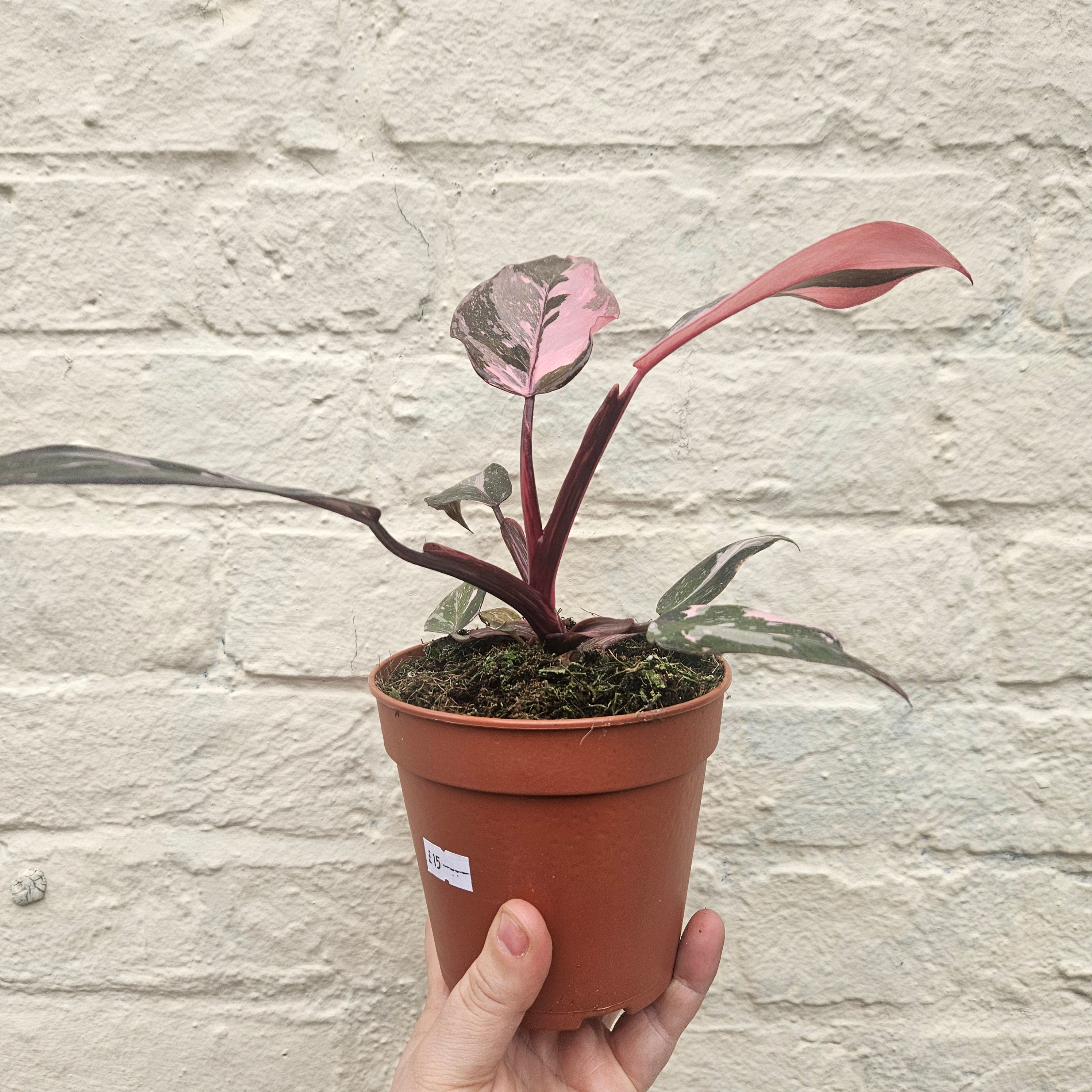 Philodendron Erubescens &