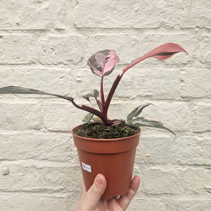 Philodendron Erubescens &