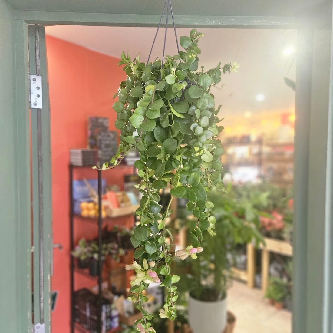Aeschynanthus &