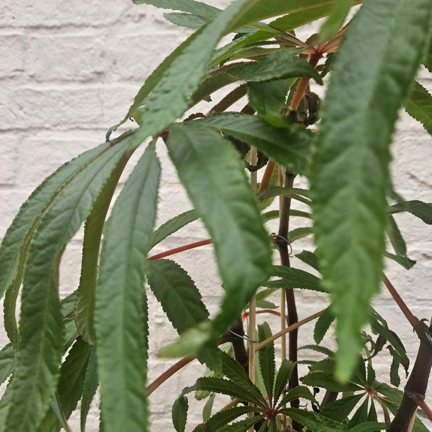 Begonia luxurians (Palm Leaf Begonia) planted in terracotta pot with sauce