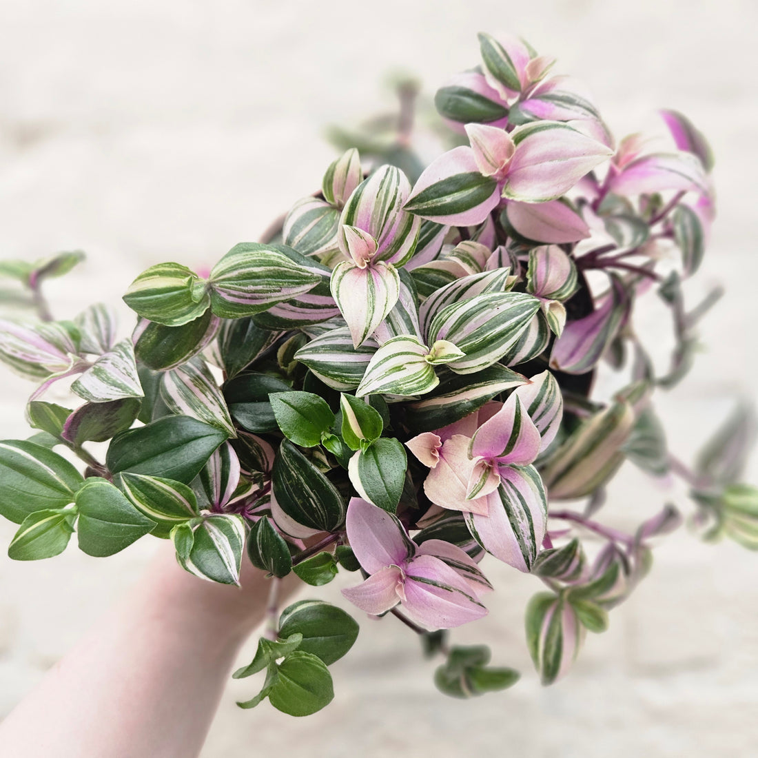 Tradescantia flumensis &