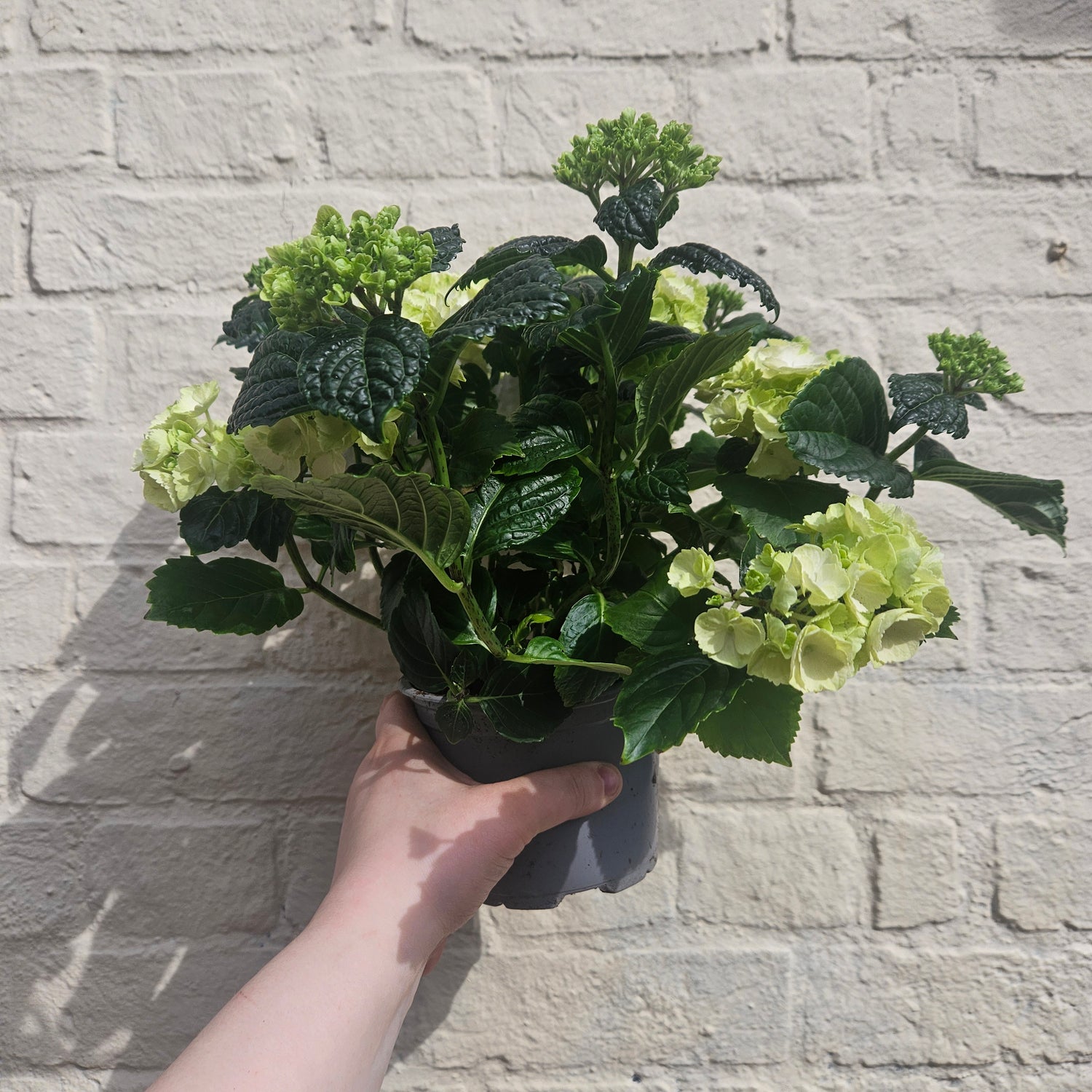 Hydrangea macrophylla (Various colours)