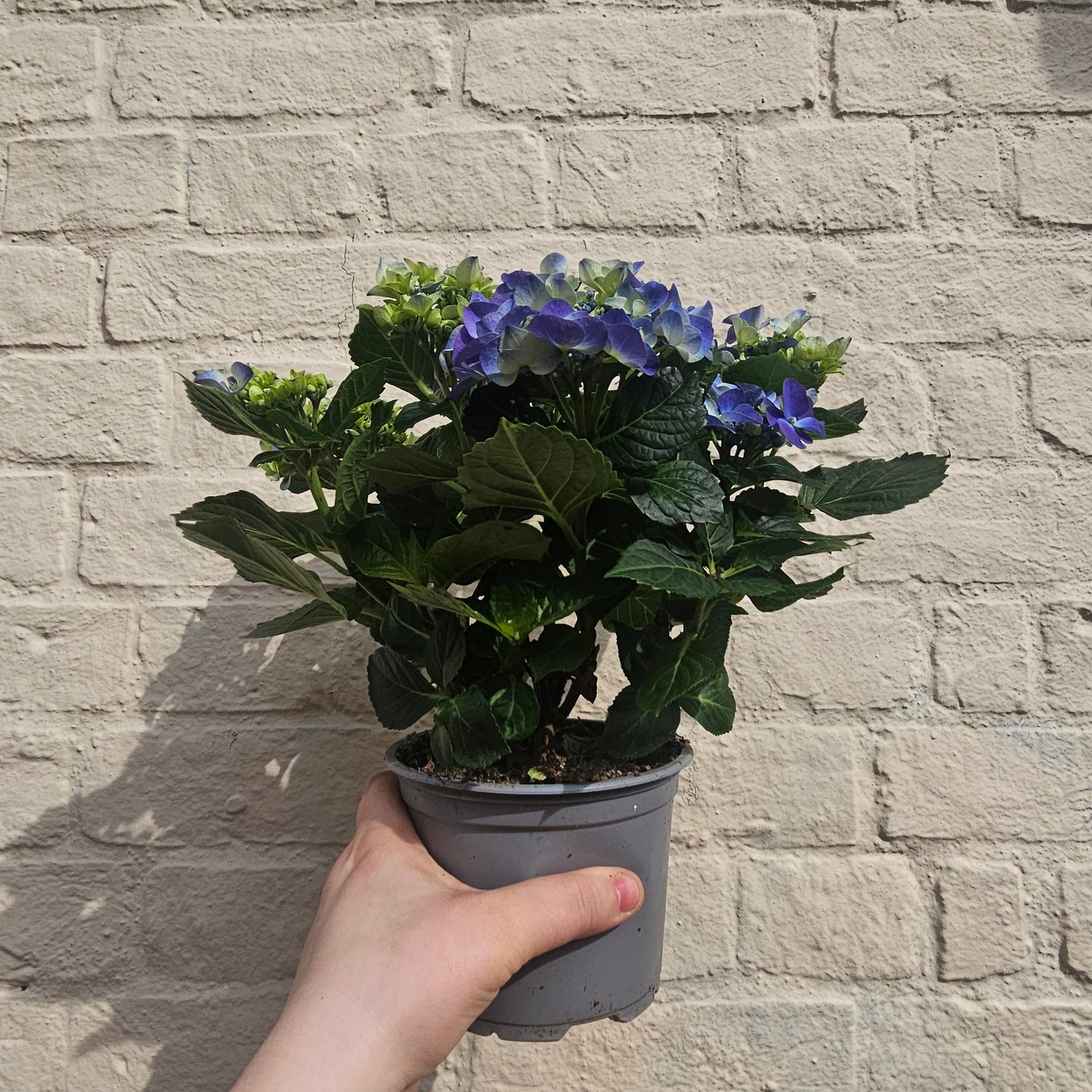 Hydrangea macrophylla (Various colours)