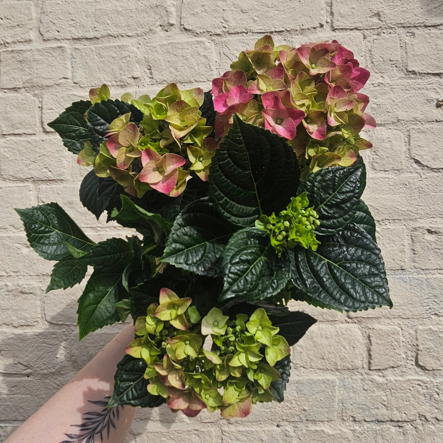 Hydrangea macrophylla (Various colours)