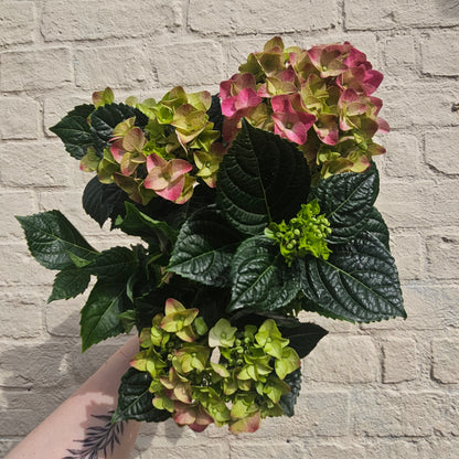 Hydrangea macrophylla (Various colours)