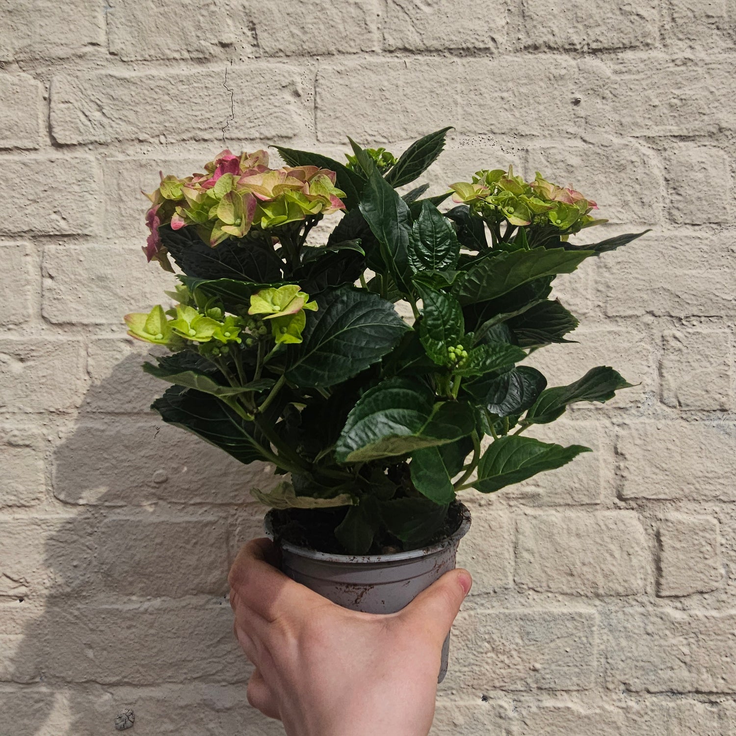 Hydrangea macrophylla (Various colours)