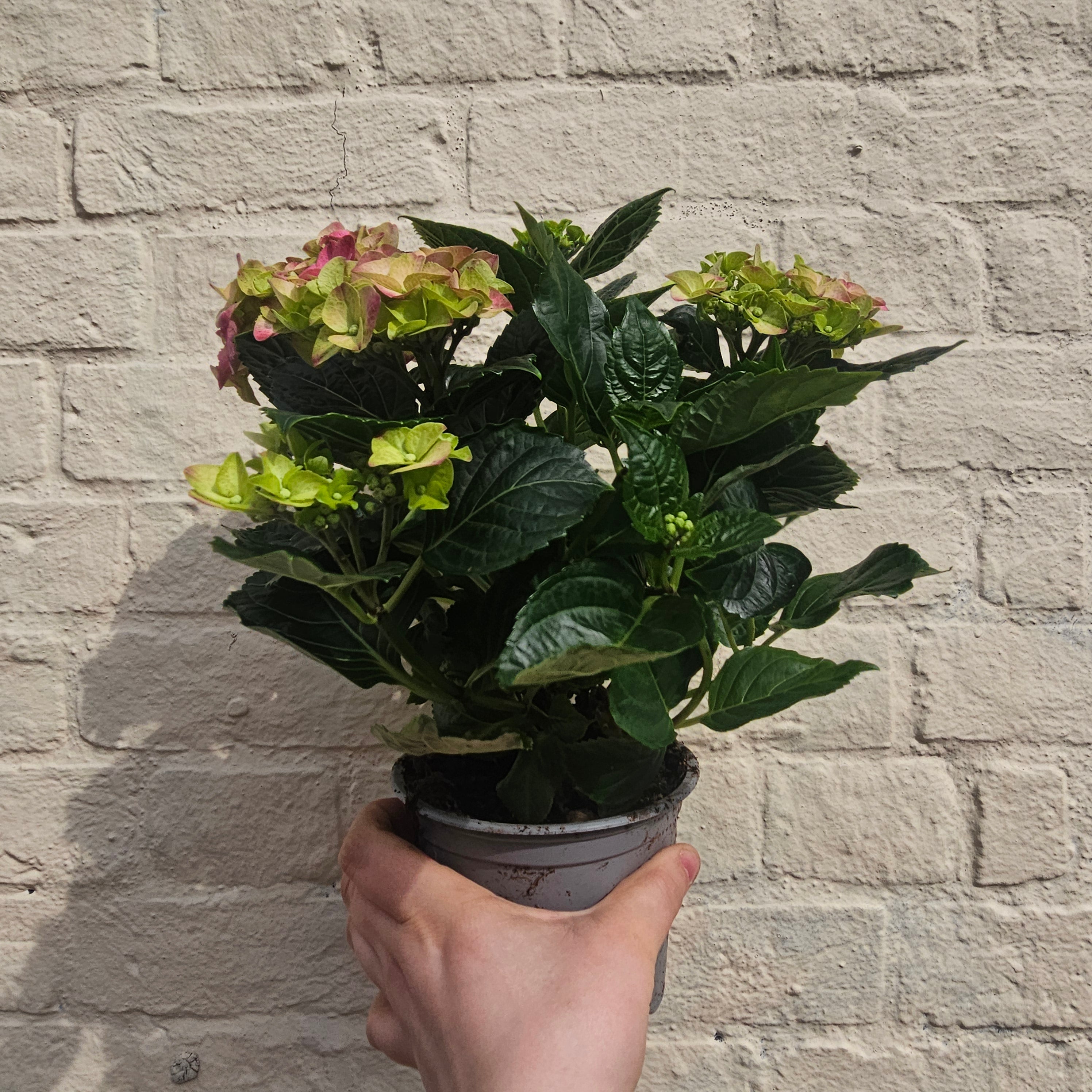 Hydrangea macrophylla (Various colours)