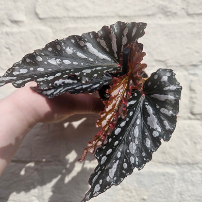 Angel Wing Begonias