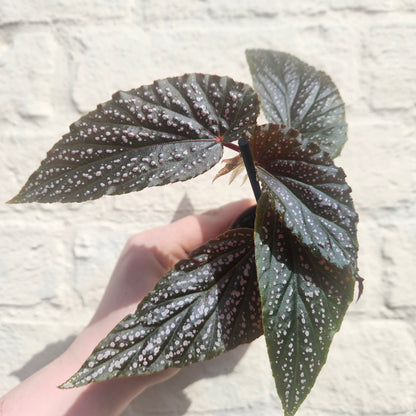 Angel Wing Begonias