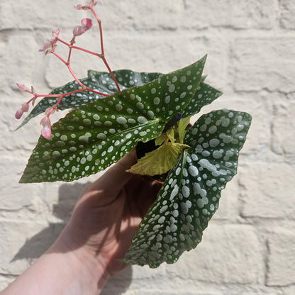 Angel Wing Begonias