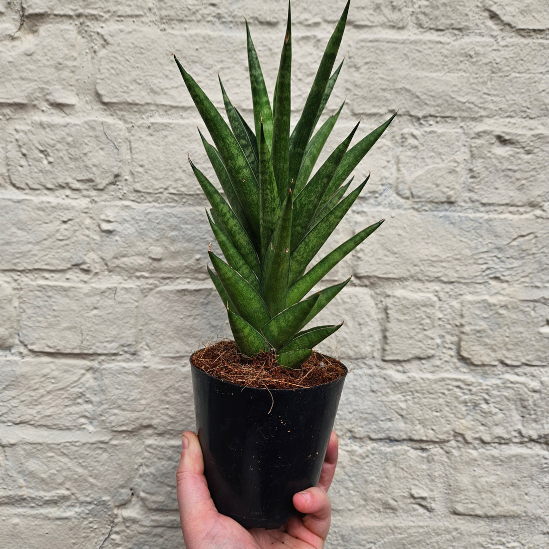 Sansevieria trifiasciata &