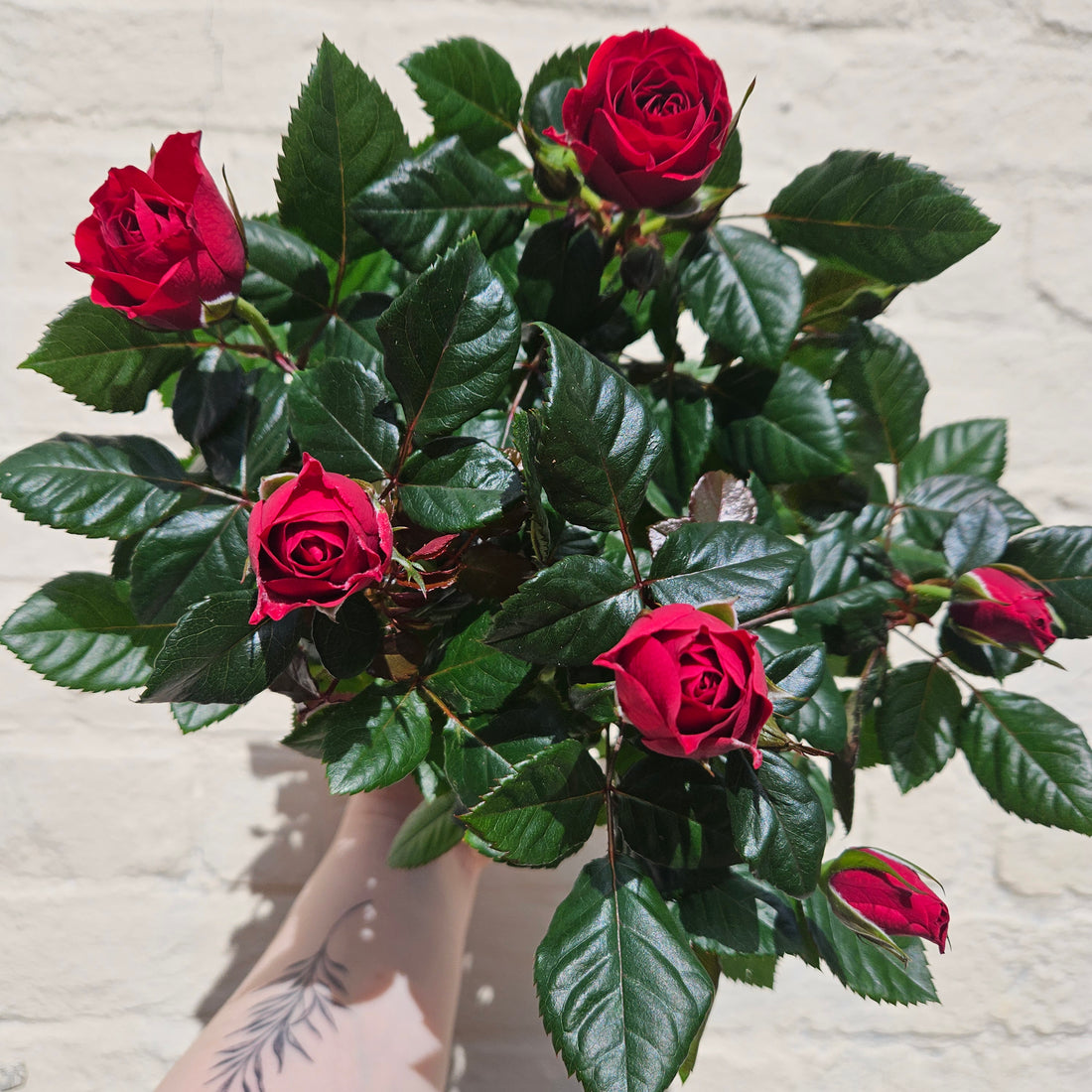 Patio Roses (Various Colours)