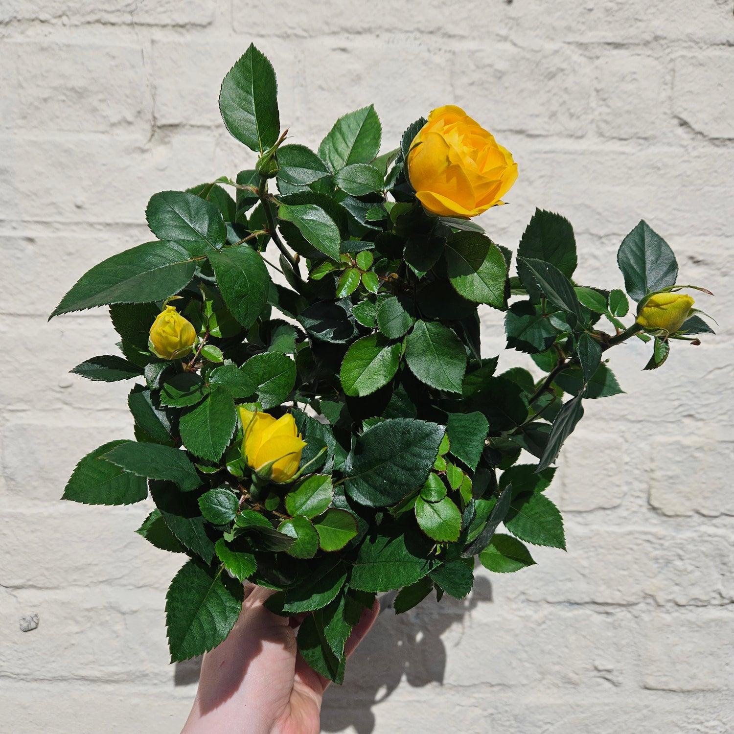 Patio Roses (Various Colours)
