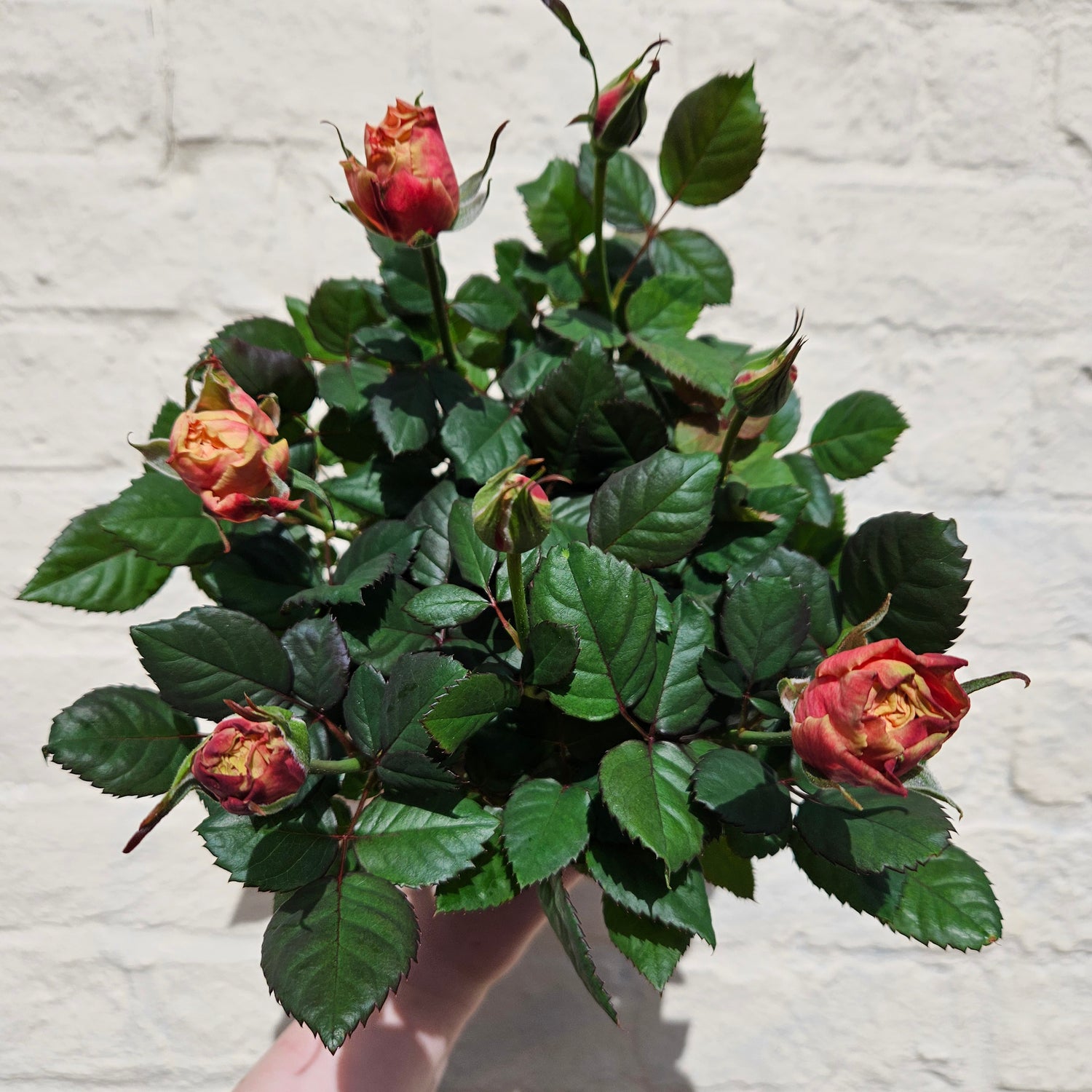 Patio Roses (Various Colours)