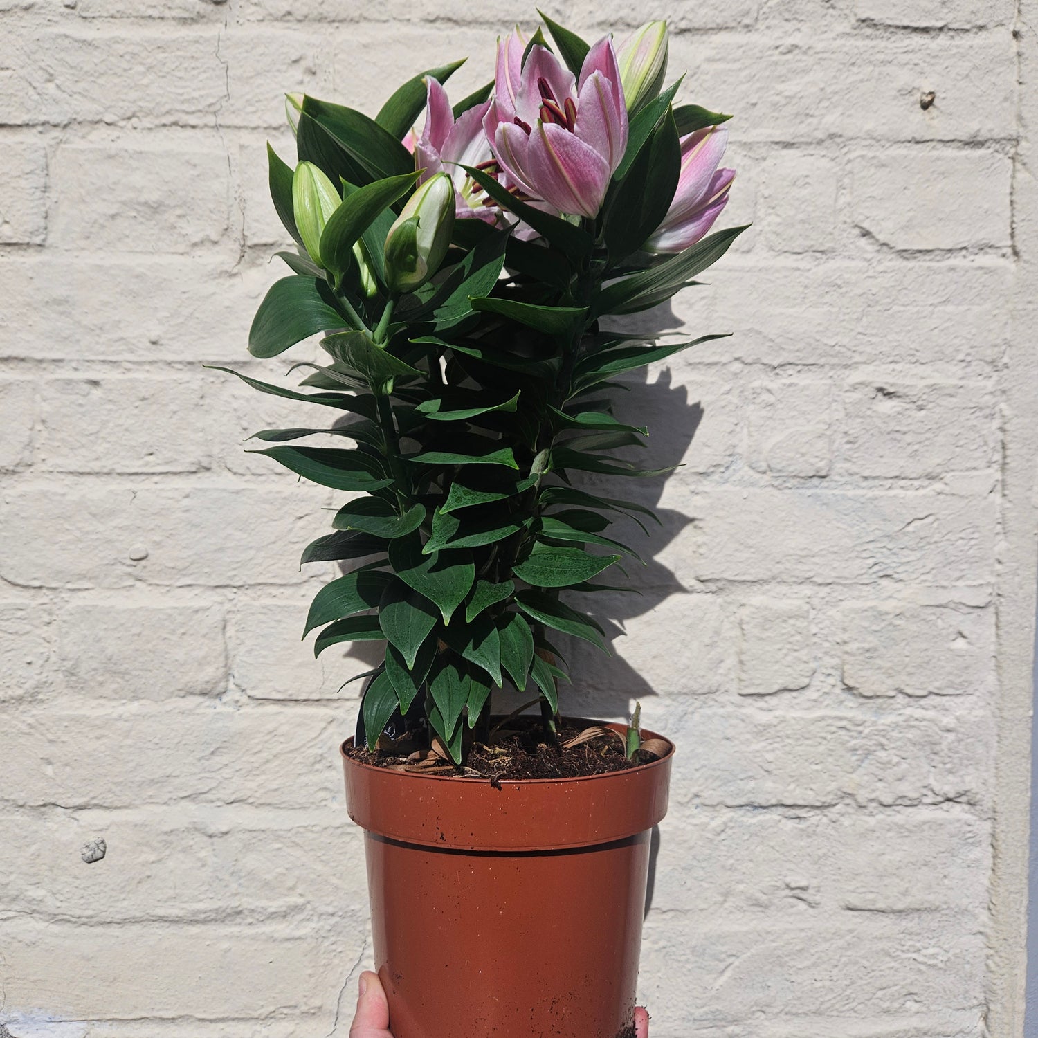 Lilium oriental &