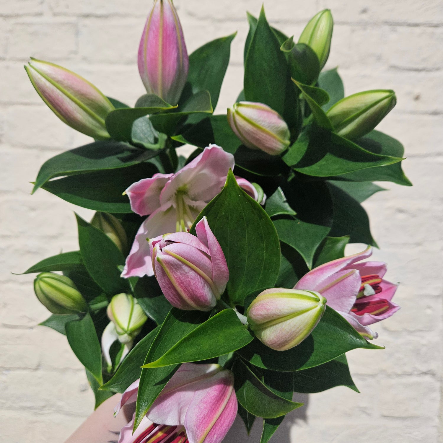 Lilium oriental &