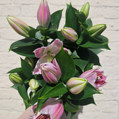 Lilium oriental &