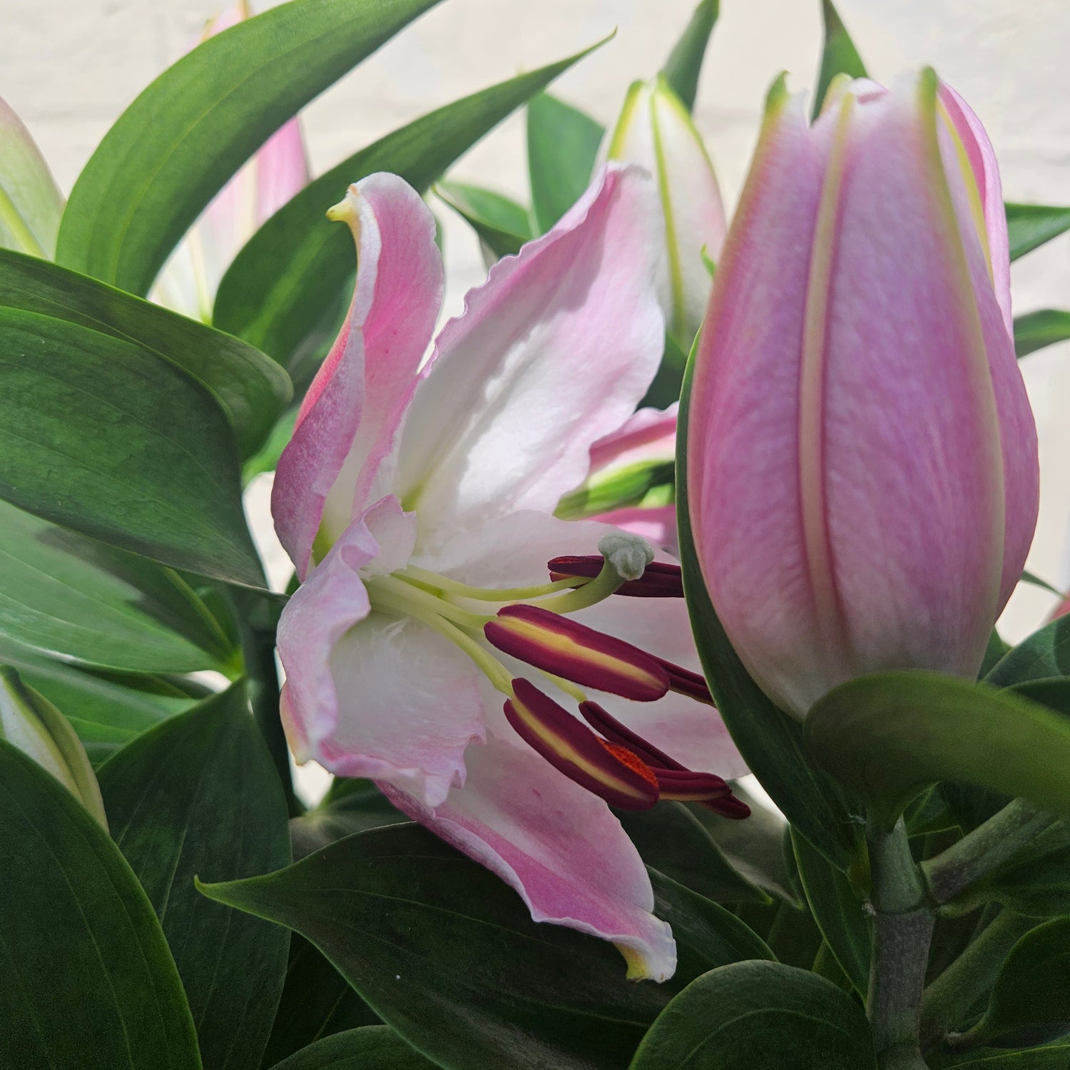 Lilium oriental &