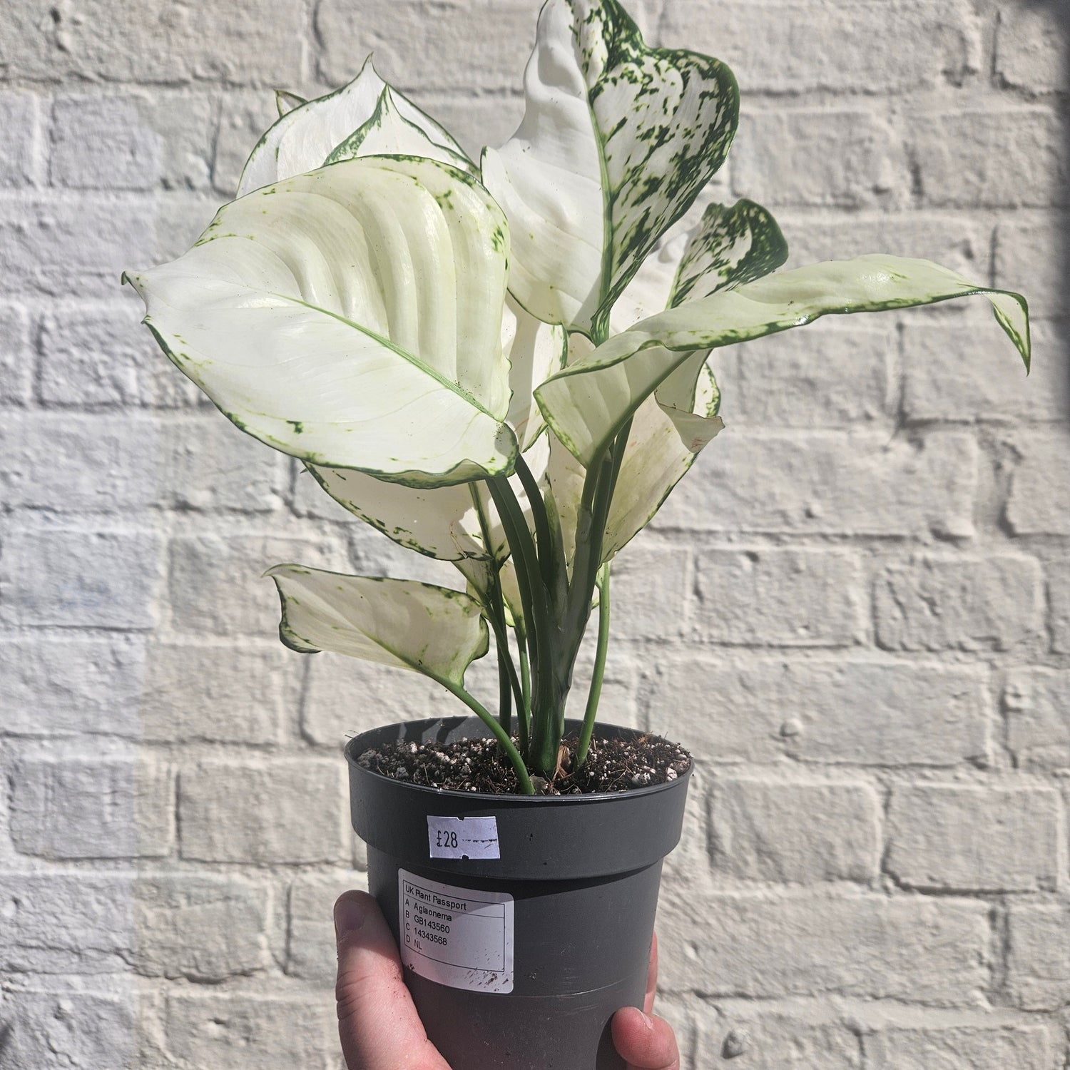 Aglaonema &
