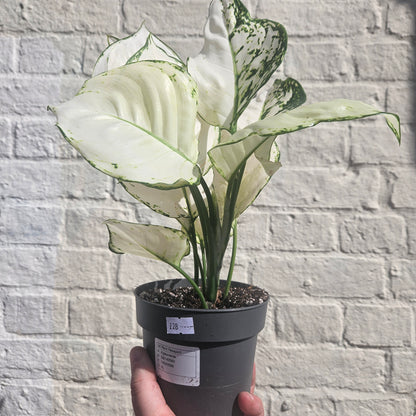 Aglaonema &