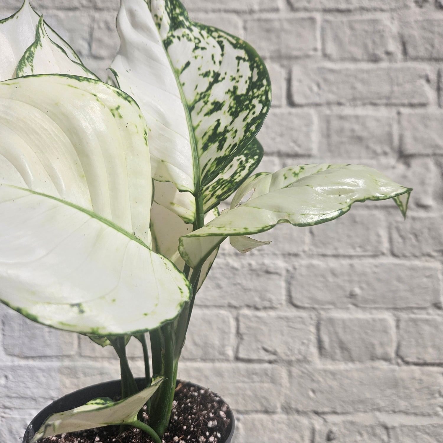 Aglaonema &
