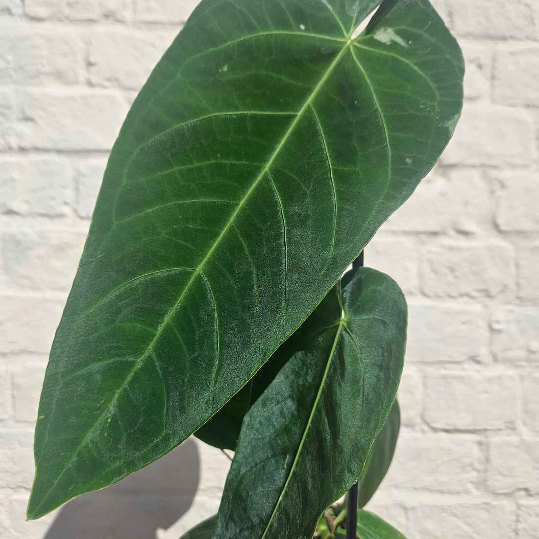 Anthurium queremalense