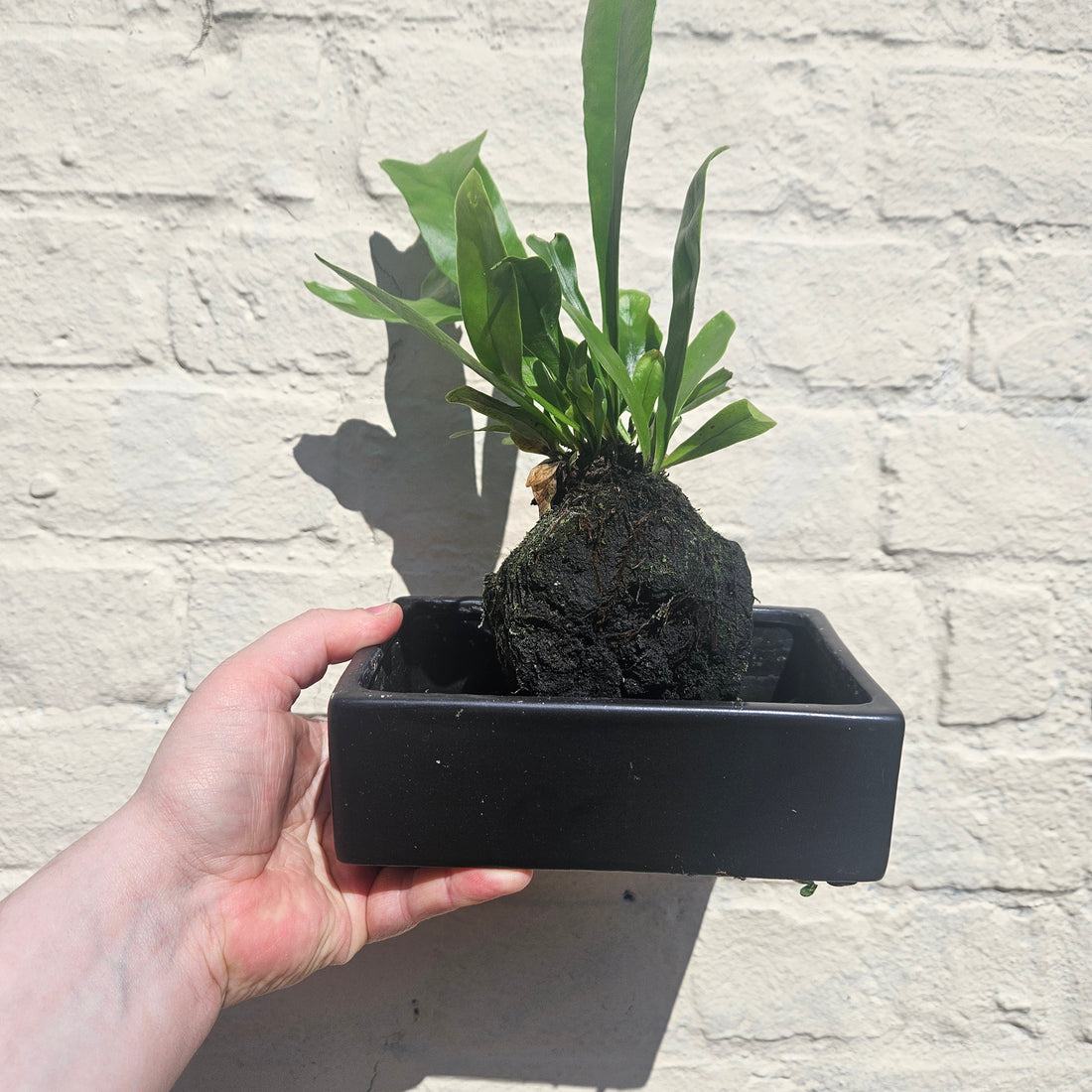 Platycerium Bifurcatum on Lava Rock