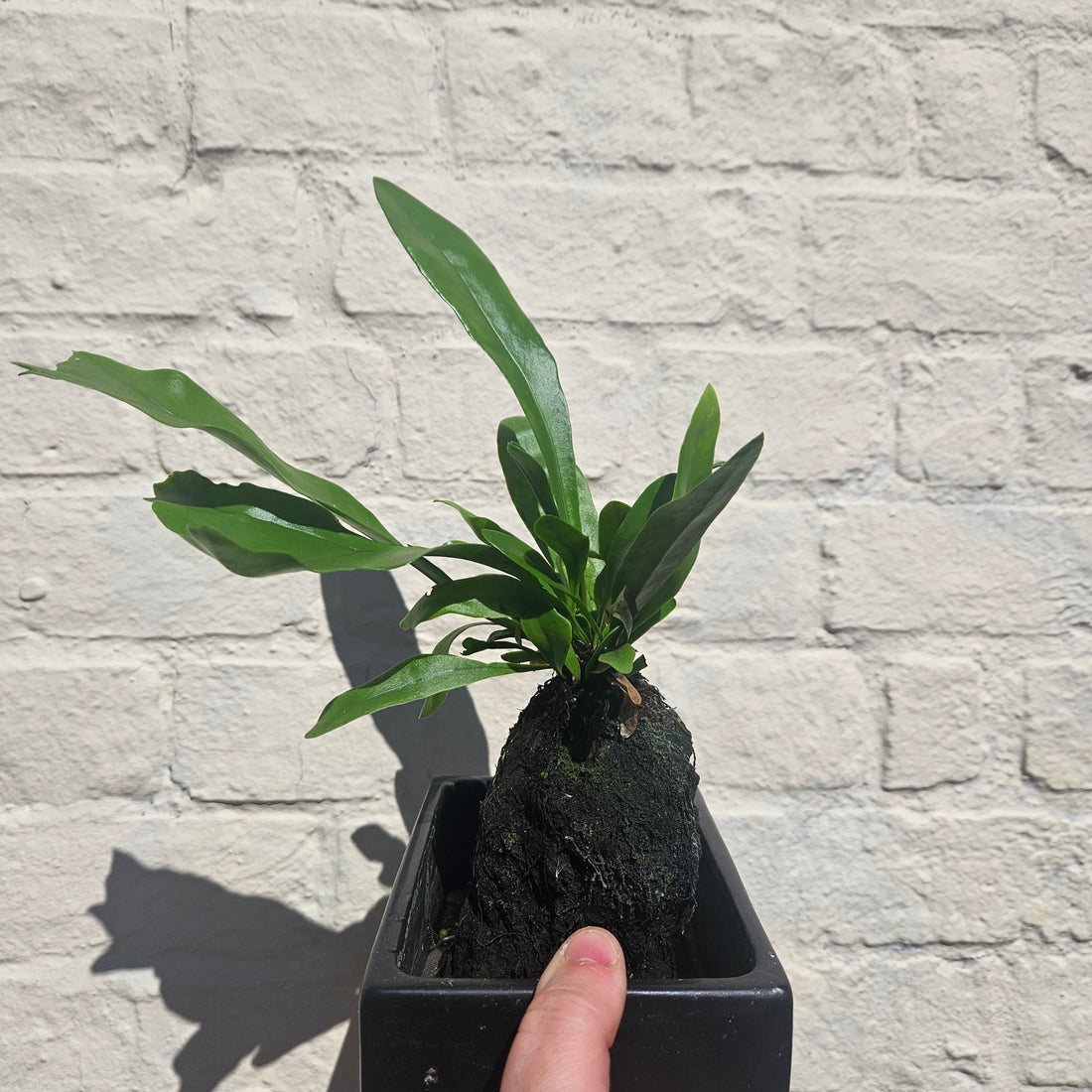 Platycerium Bifurcatum on Lava Rock