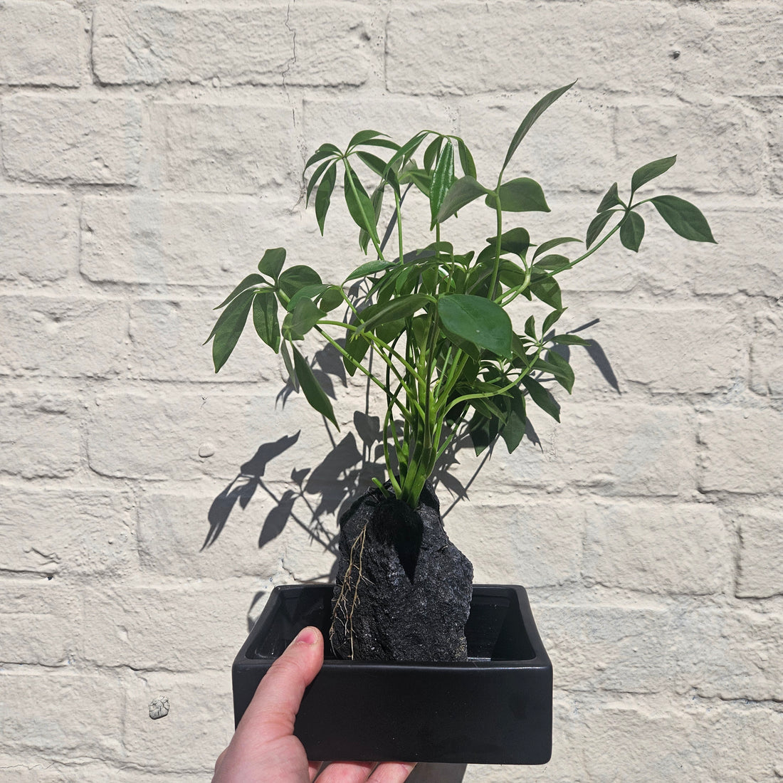 Schefflera arboricola on Lava Rock
