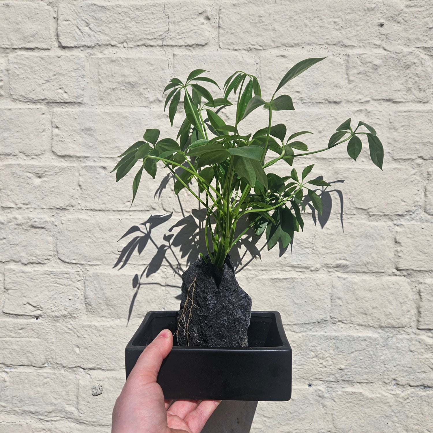 Schefflera arboricola on Lava Rock