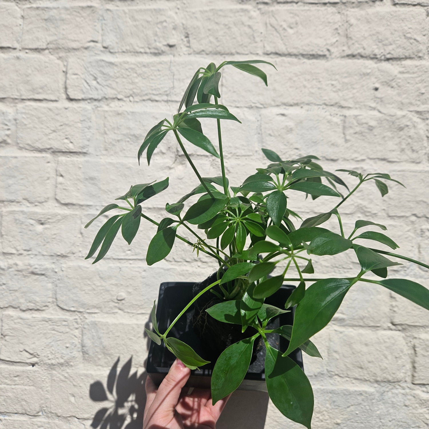 Schefflera arboricola on Lava Rock