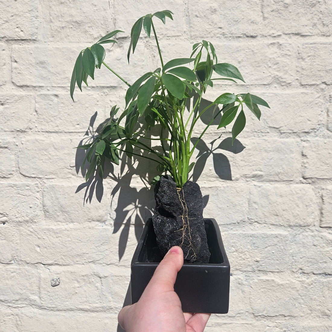 Schefflera arboricola on Lava Rock