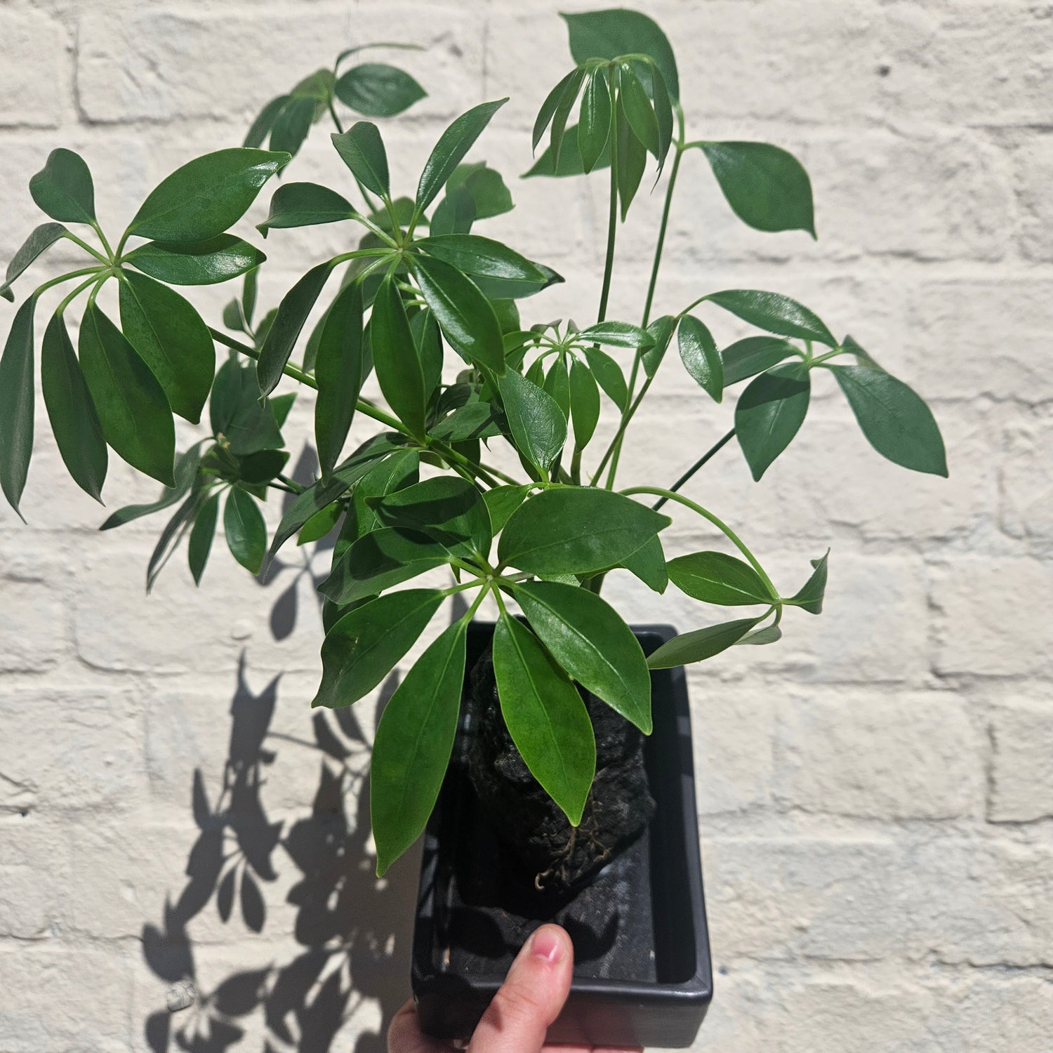 Schefflera arboricola on Lava Rock