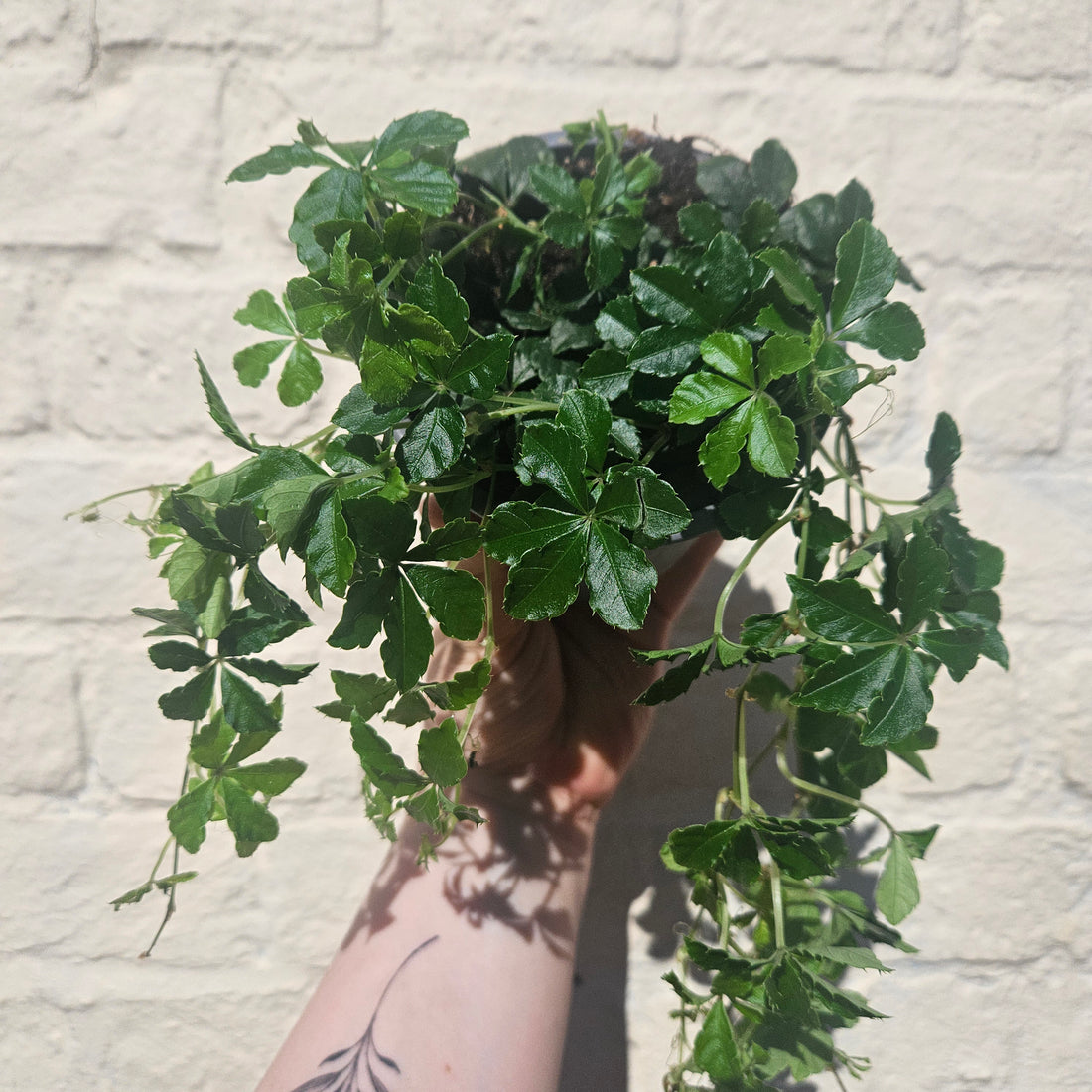 Cissus striata (Ivy of Uruguay, Miniature grape ivy)