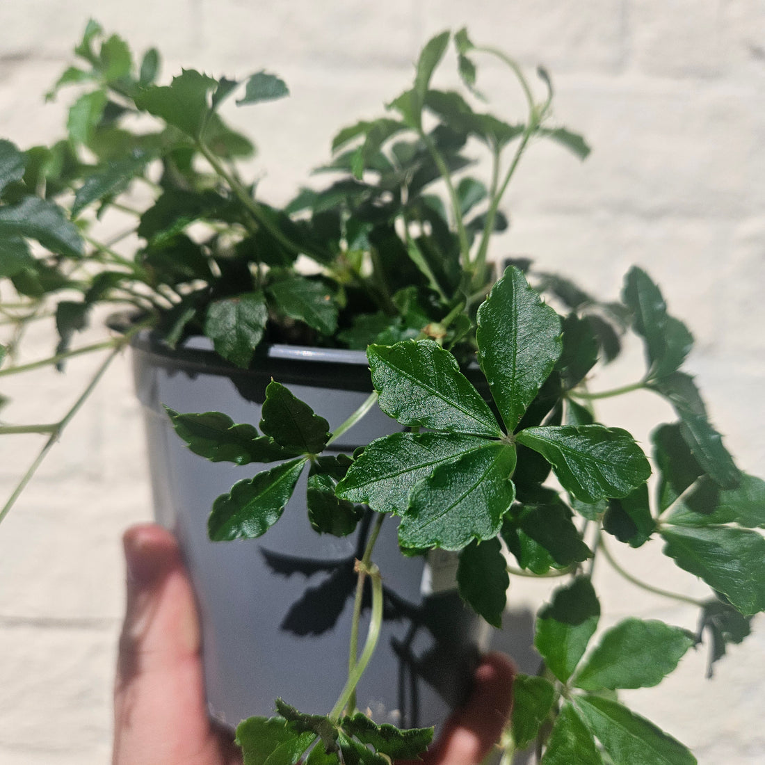 Cissus striata (Ivy of Uruguay, Miniature grape ivy)