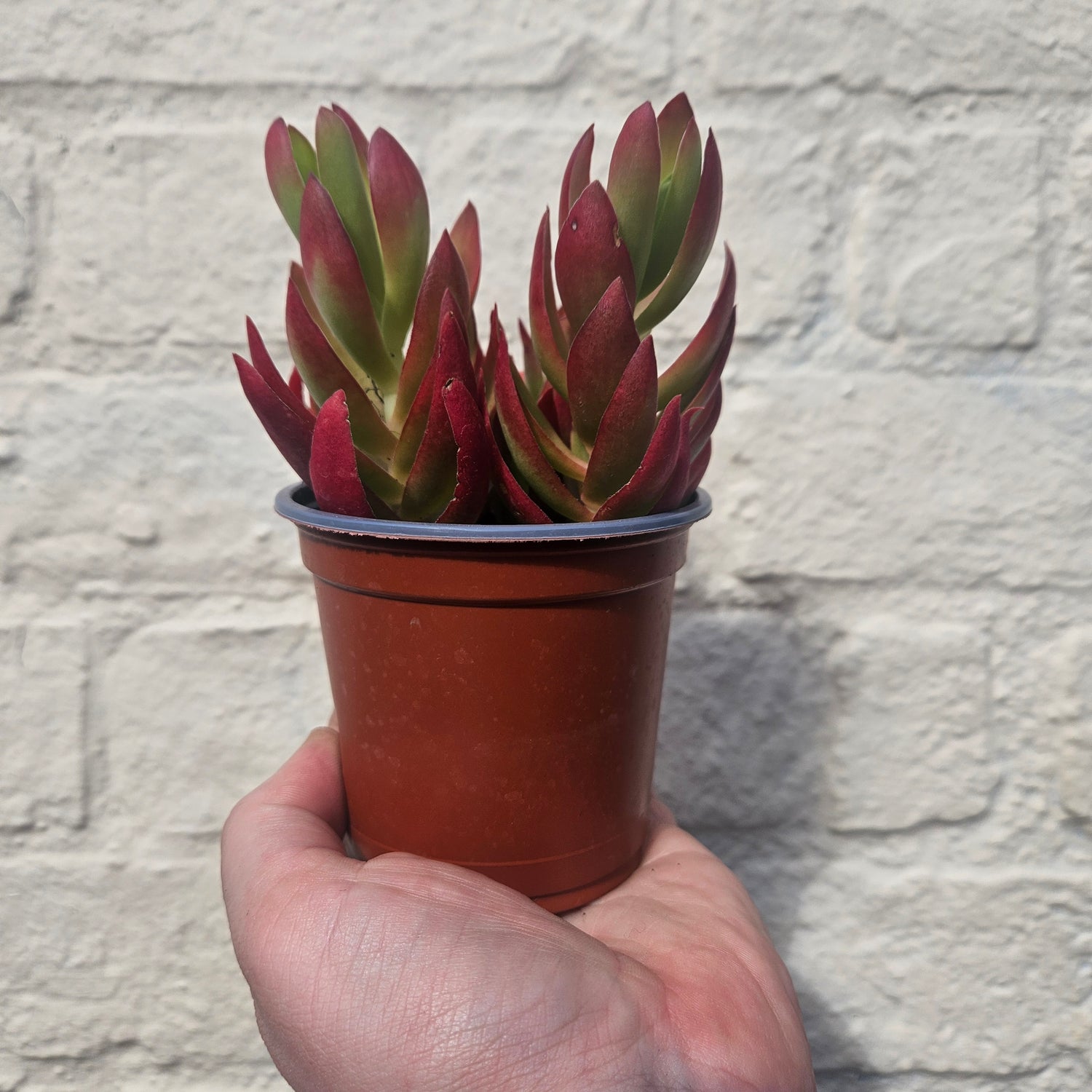 Crassula capitella varieties