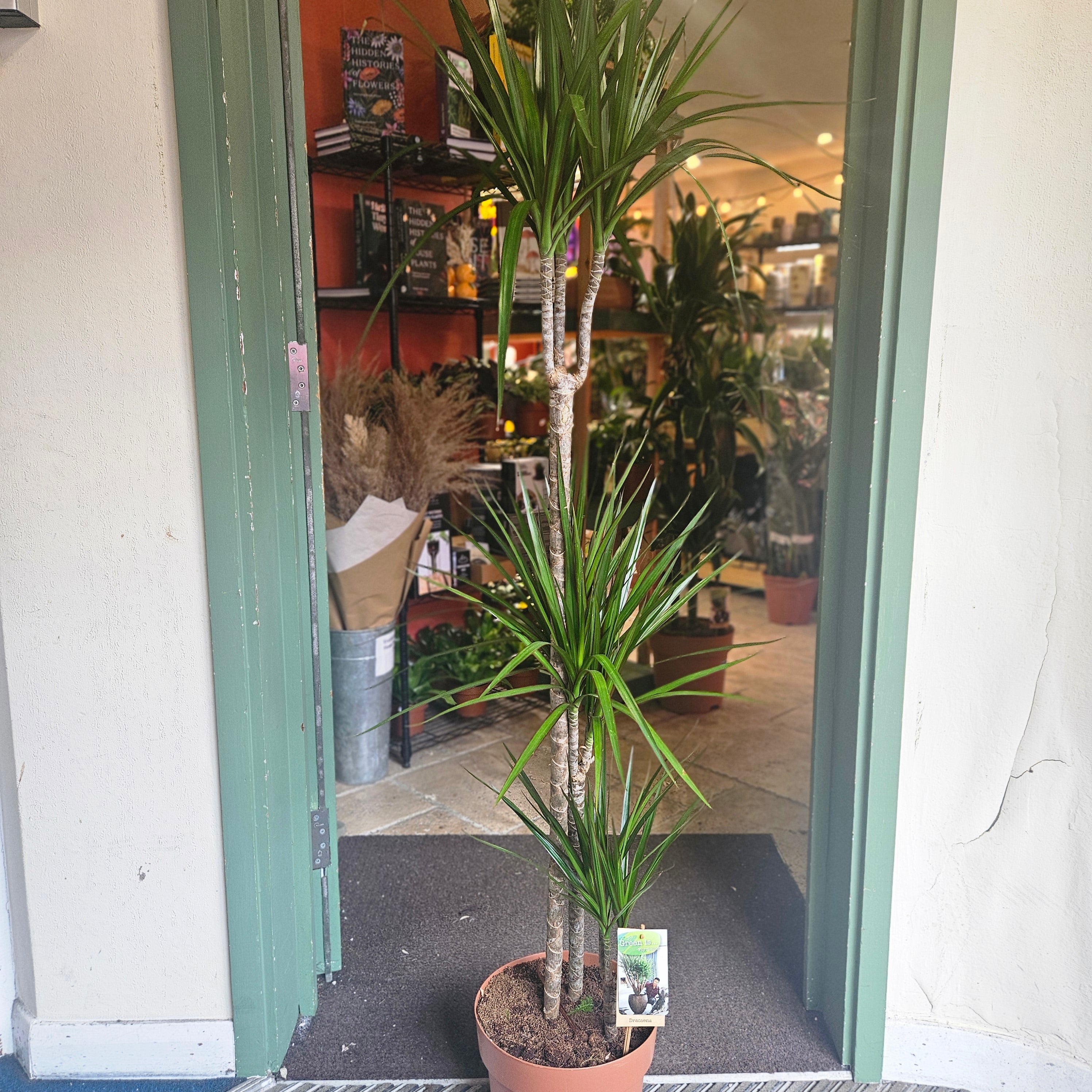 Dracaena Marginata (Dragon Tree)