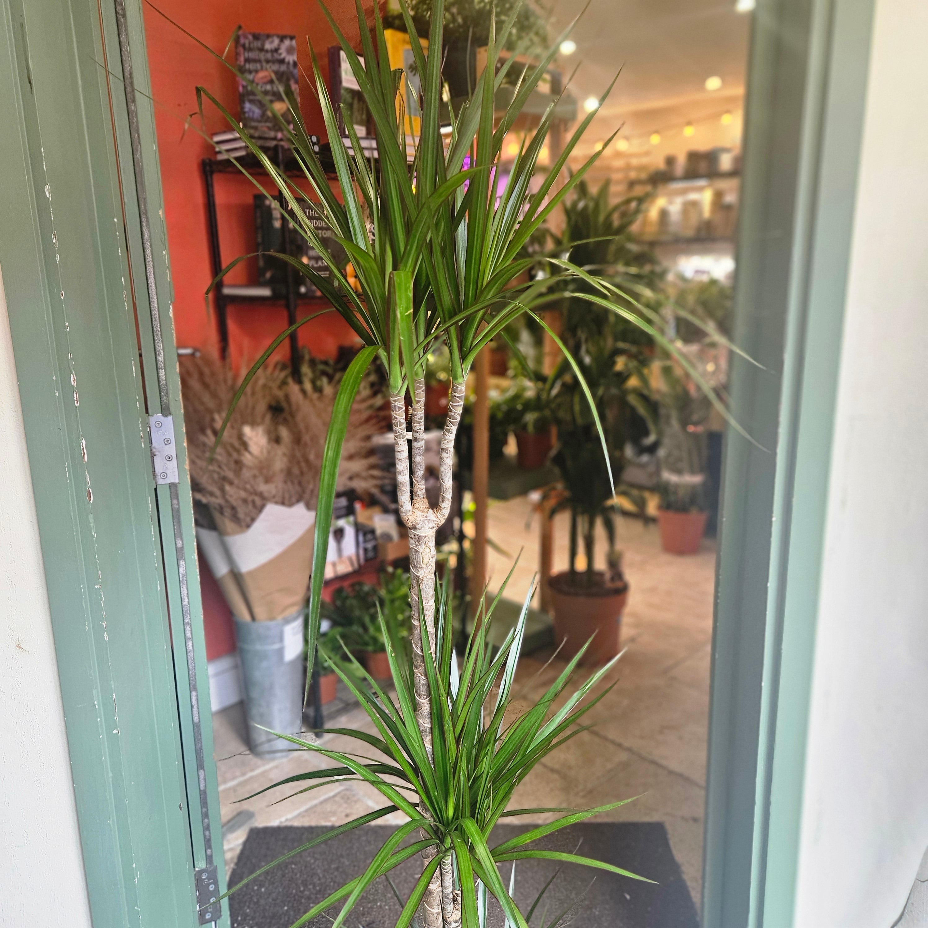Dracaena Marginata (Dragon Tree)