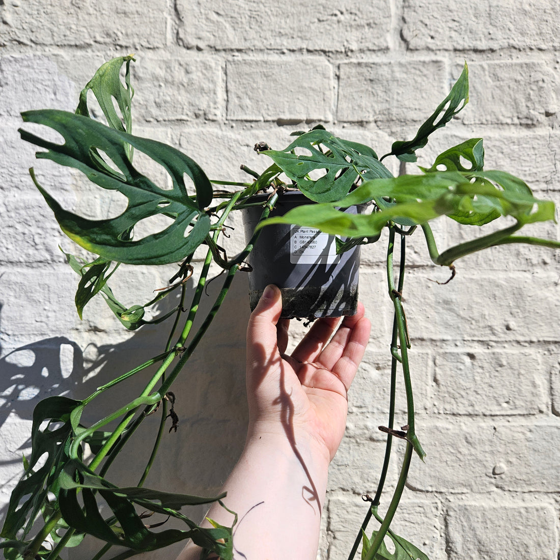 Monstera acuminata (Shingle Plant)