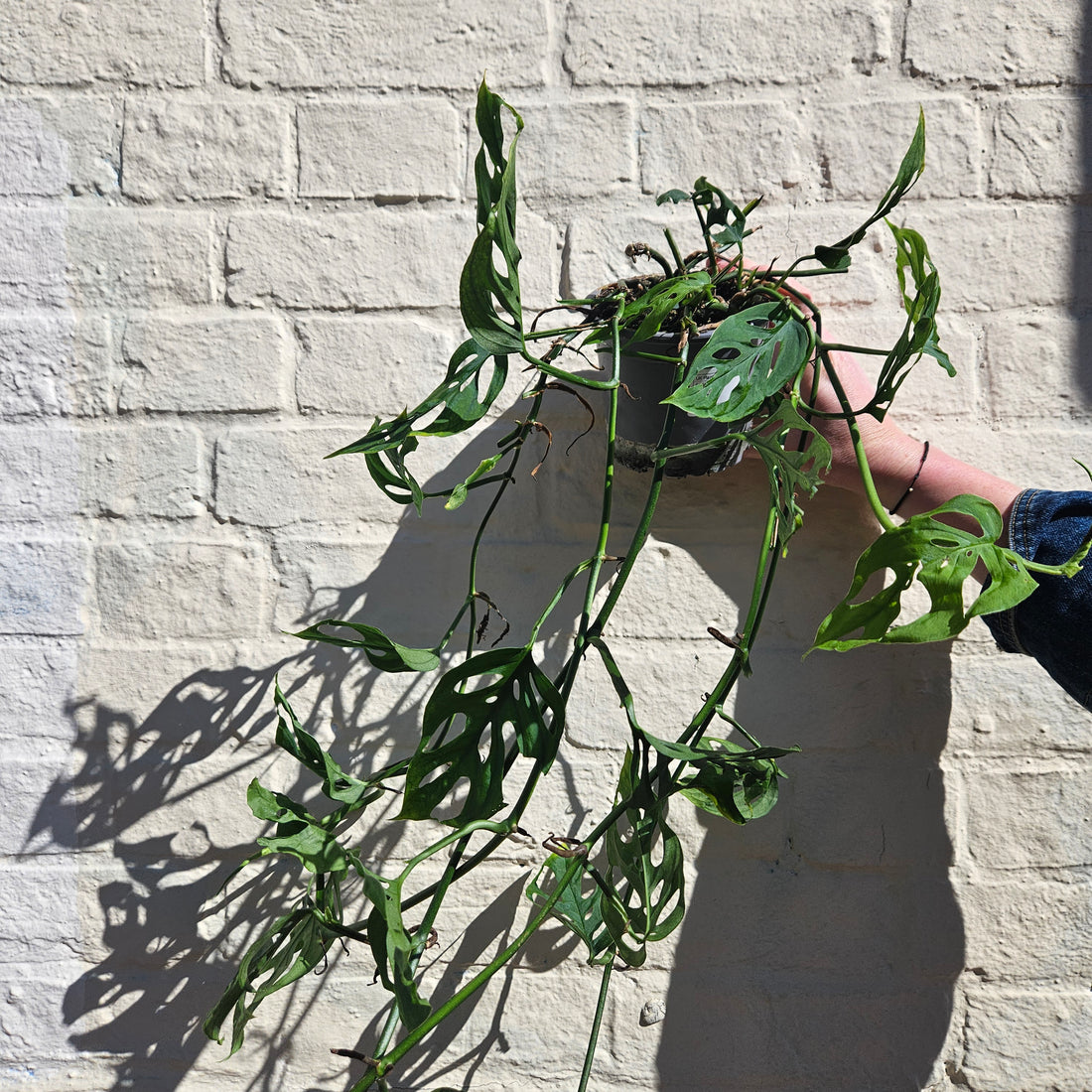 Monstera acuminata (Shingle Plant)
