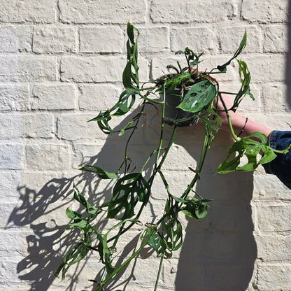 Monstera acuminata (Shingle Plant)