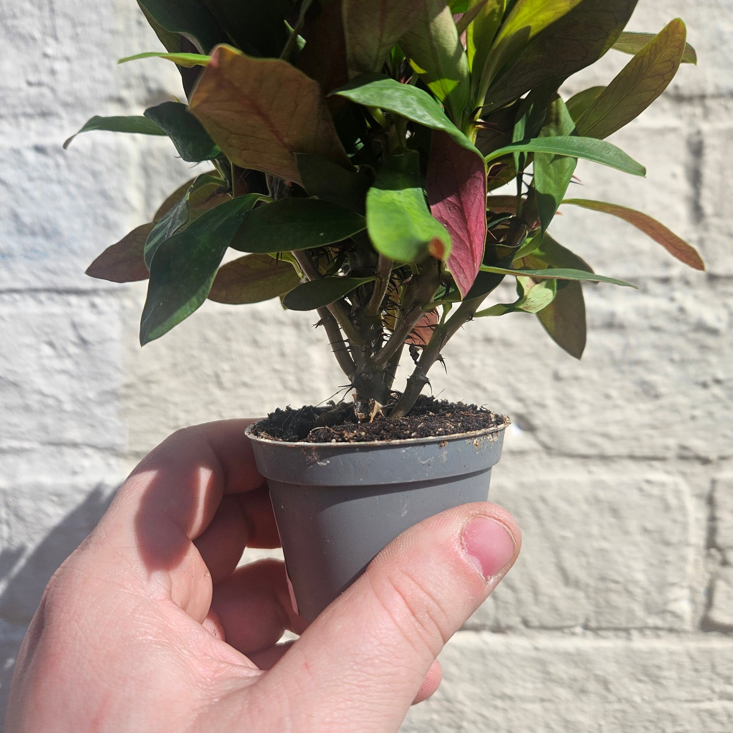 Euphorbia milii (Crown of Thorns)