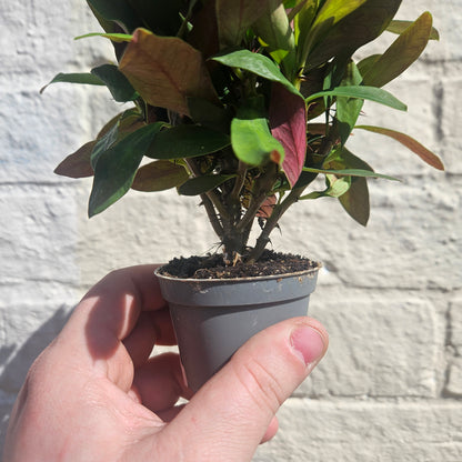 Euphorbia milii (Crown of Thorns)