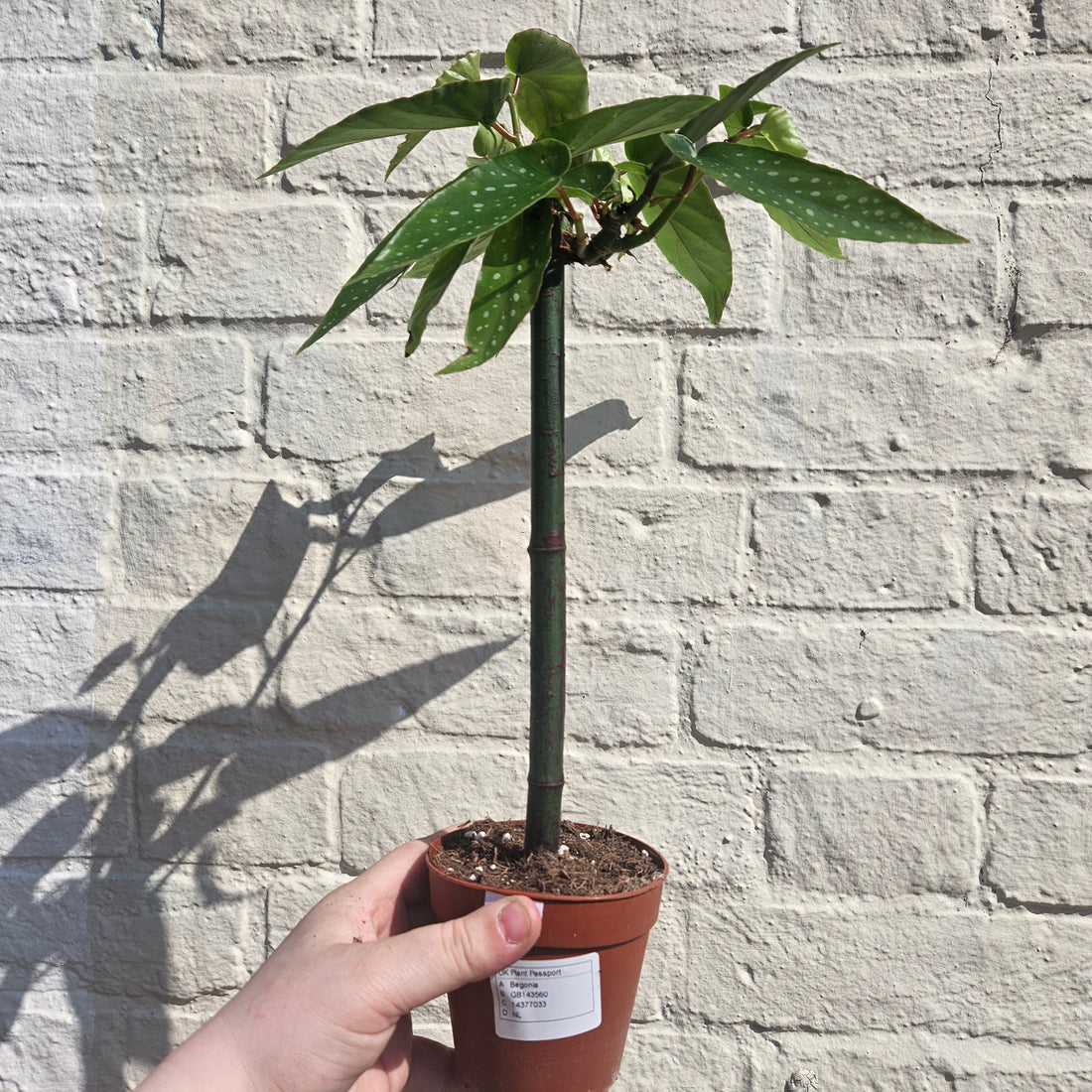 Begonia tamaya (Bamboo Begonia)