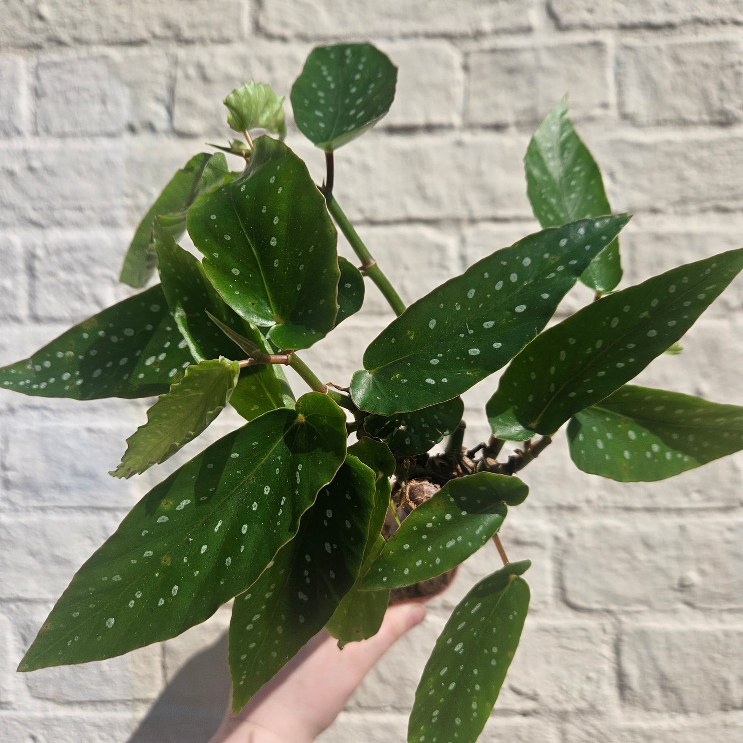 Begonia tamaya (Bamboo Begonia)