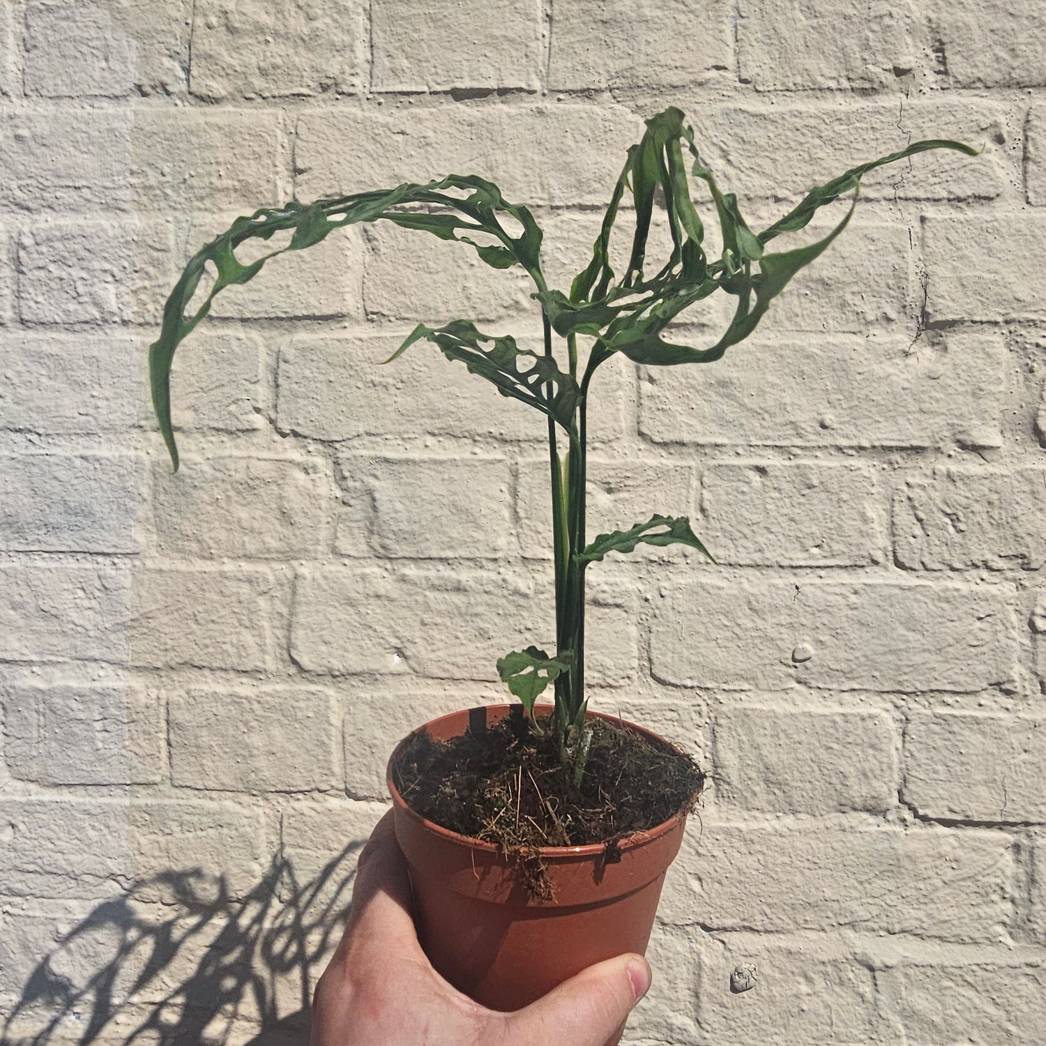 Monstera obliqua &