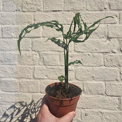 Monstera obliqua &