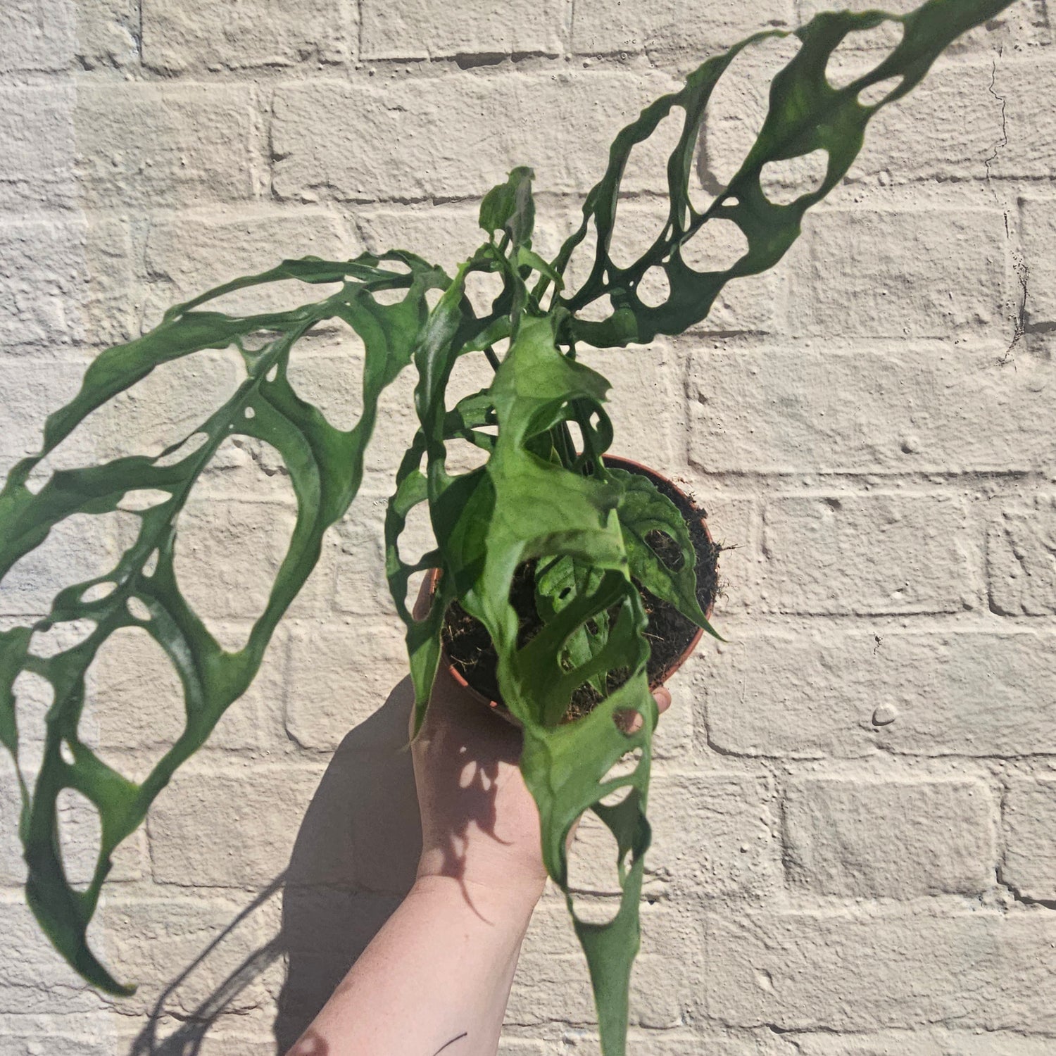 Monstera obliqua &
