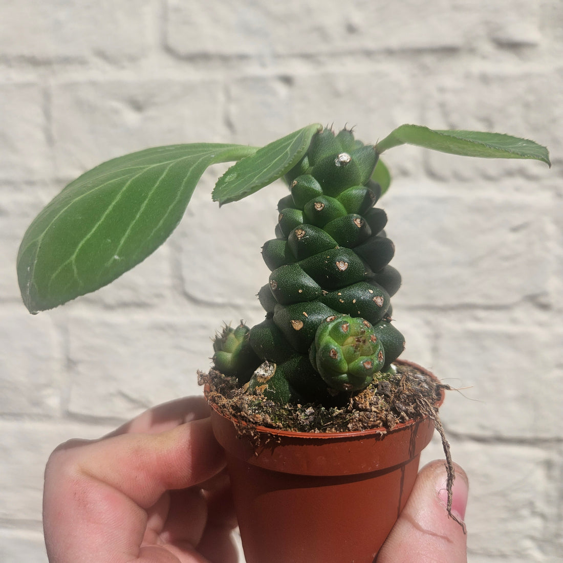 Euphorbia ritchiei (Madagascar Spurge)