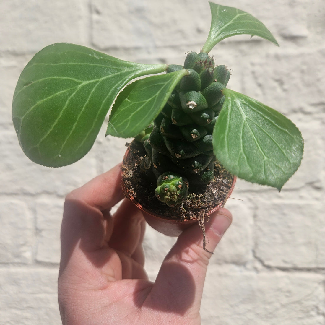 Euphorbia ritchiei (Madagascar Spurge)
